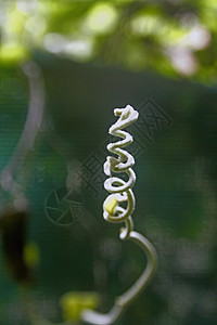 斯捷法尼亚雅波尼卡树叶植物粳稻叶子绿色蛇藤背景图片