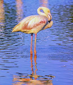 法国卡马格大法拉明戈 红风玫瑰野生动物鸟类动物群动物蓝色脖子粉色火烈鸟热带荒野图片