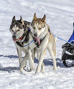 赛速赛中的雪橇狗 瑞士摩斯竞赛白色苔藓雪橇宠物犬类舌头哺乳动物蓝色速度图片