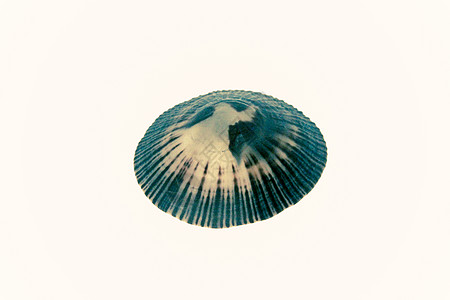 迭多拉语收藏贝壳图片