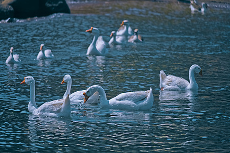 湖边的母鹅翅膀乡村鸟类池塘家禽白色鸭子图片