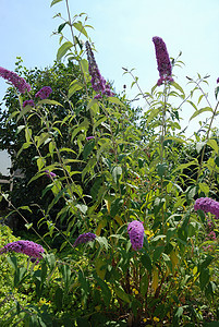 Buddleia 鲜花灌木绿色紫色野花衬套图片