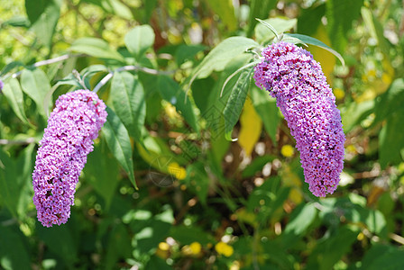 Buddleia 鲜花灌木衬套野花紫色绿色图片