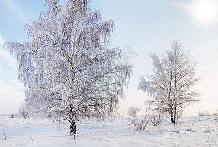 雪中风景与蓝天对立 冬天的景象寒冷荒野季节冬令天空桦木雪景农村孤独场景图片