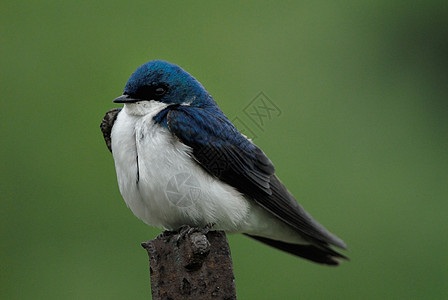 燕树彩虹环境动物学野生动物双色鸟类白色蓝色翅膀脊椎动物背景图片