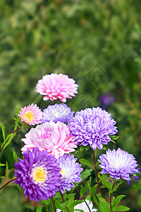 花朵的鲜花场地衬套绿色红色花蜜树叶草地植物粉色花园图片