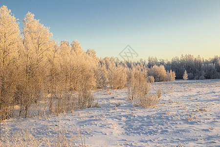 冬季风景森林白色蓝色松树天空太阳图片