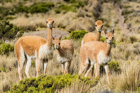 秘鲁秘鲁秘鲁安第斯和亚雷基帕岛的维库纳动物旅行团体食草哺乳动物野生动物图片