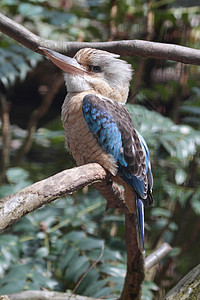 蓝翼Kookaburra野生动物动物翅膀翠鸟羽毛图片