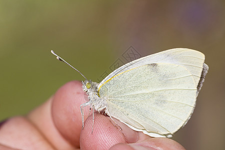 大白 Pieris 铜图片