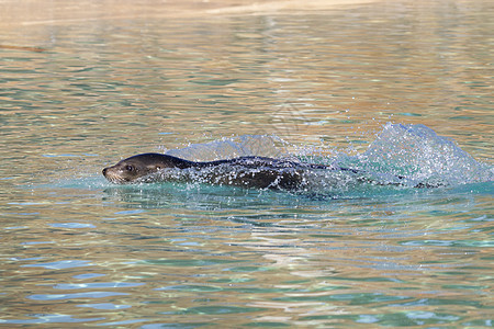 海狮狮子哺乳动物保护区幼兽环境物种海豹动物游泳濒危小动物图片
