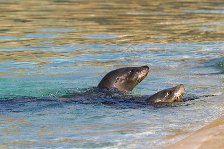 海狮狮子游泳物种动物幼崽幼兽小动物环境安全环境保护濒危图片