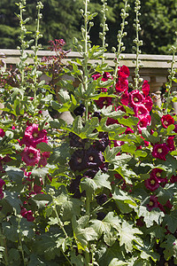 霍利霍克植物群植物树叶家庭草本蔷薇绿色红色蜀葵花朵图片