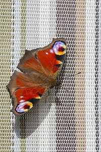 孔雀蝴蝶Inachis io野生动物动物昆虫鳞翅目花园翅膀摄影图片