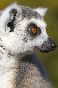 环尾狐猴Lemur catta黑与白毛皮环尾黑色卡塔灰色野生动物哺乳动物条纹荒野图片