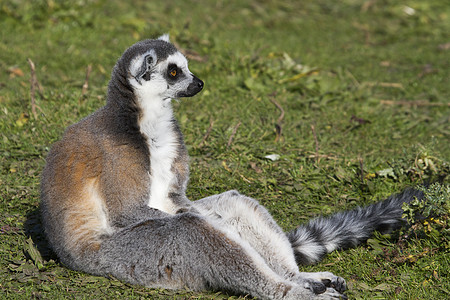 环尾狐猴Lemur catta野生动物环尾动物濒危黑色荒野灰色哺乳动物毛皮黑与白图片