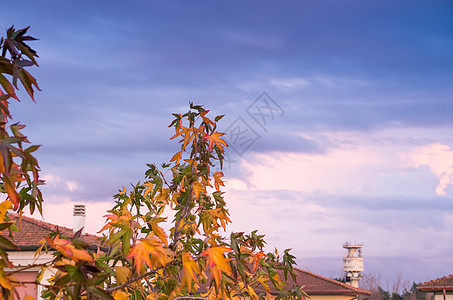 秋天假期 有家庭背景背景绿色院子叶子建筑学季节树叶红色橙子黄色房子图片