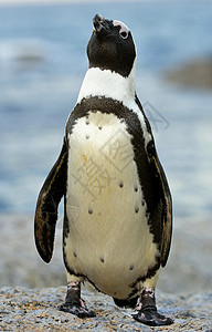非洲企鹅动物海滩观鸟人像海岸家庭巨石鲈鱼翅膀海洋图片