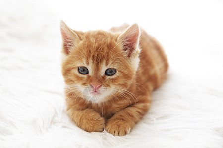 红小猫婴儿橙子猫咪毛皮短发奶油红色头发说谎猫科动物图片