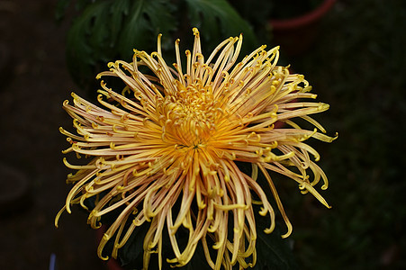 菊花妈妈小菊花雏菊黄花图片