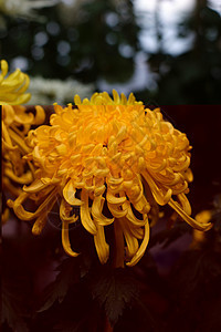 菊花雏菊黄花小菊花妈妈图片