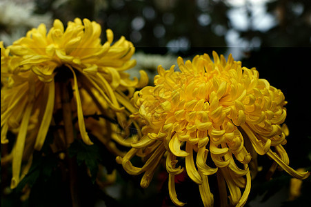 菊花黄花雏菊小菊花妈妈图片