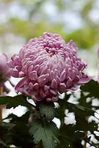 菊花绿茶菊花雏菊小菊花妈妈黄花背景