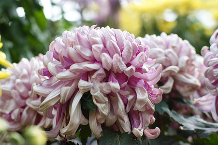 菊花黄花小菊花妈妈雏菊图片