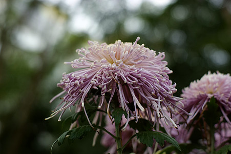 菊花黄花雏菊妈妈小菊花图片