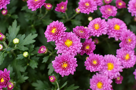 菊花黄花小菊花雏菊妈妈背景图片