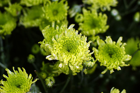 菊花雏菊黄花妈妈小菊花背景图片