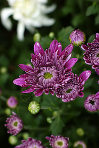 菊花黄花雏菊小菊花妈妈背景图片