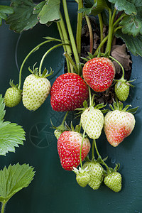 开花草莓 还在植物上高清图片