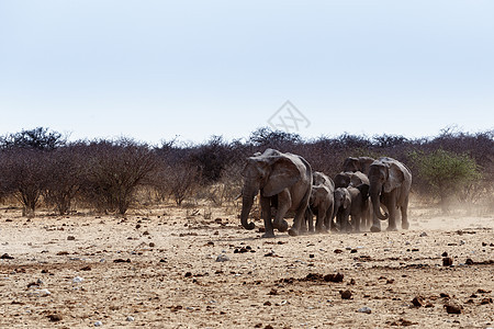 一群非洲大象在泥水坑里喝水象牙哺乳动物荒野团体国家母亲食草水坑动物耳朵图片
