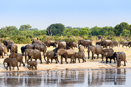 一群非洲大象在泥水坑里喝水獠牙公园哺乳动物象牙国家荒野树干婴儿野生动物耳朵图片