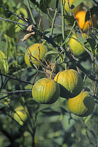 树上甘白的石灰果汁季节农业柠檬花园橙子收成农场水果食物图片