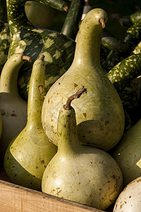 卡莱巴斯森克海参三南瓜 秋天小溪的南南瓜生产壁球收成农场双耳蔬菜季节市场烹饪植物图片