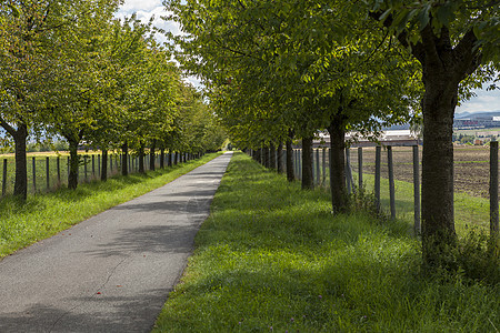 农村道路连带绿叶绿树沥青风景基础设施探索栅栏树木运输旅行路线农田图片
