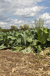 夏季户外绿菜卷心菜厂农村植物食物农田收成农场种植园花园叶子生长图片
