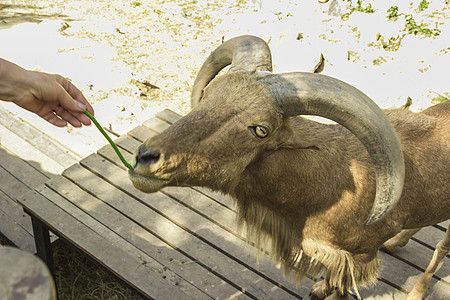 泰兰 帕塔耶亚 动物园牛角爬虫动物学毛皮动物群哺乳动物花园黑色动物蹄子图片
