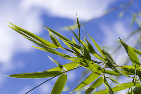 绿色植物与云蓝天空的密闭温泉生态植被活力环境治疗绿色叶子树叶蓝色图片