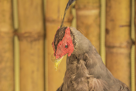 泰兰 帕塔耶亚 动物园鹦鹉羽毛白色情调动物群异国公园荒野野生动物翅膀图片