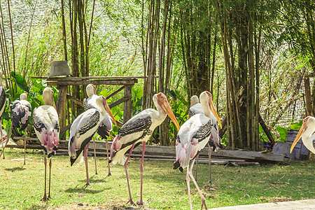 泰兰 帕塔耶亚 动物园沼泽鸭子荒野野生动物航班鸬鹚鸟类翅膀火烈鸟动物图片