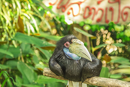 泰兰 帕塔耶亚 动物园荒野翅膀火烈鸟白色鸟类鸭子天空野生动物羽毛动物图片