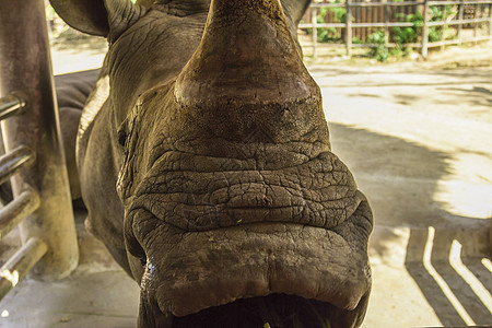 泰兰 帕塔耶亚 动物园犀牛喇叭哺乳动物食草濒危动物荒野图片