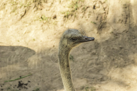泰兰 帕塔耶亚 动物园眼睛鸟类野生动物白色羽毛脖子荒野农场动物动物群图片
