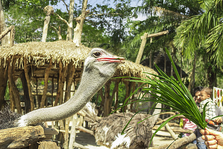 泰兰 帕塔耶亚 动物园鸟类农场动物野生动物动物群脖子羽毛眼睛荒野白色图片