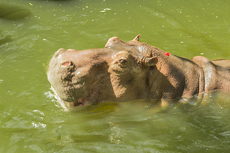 泰兰 帕塔耶亚 动物园公园食草灰色动物荒野野生动物黑色眼睛皮肤哺乳动物图片