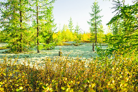 远北的景观天空苔藓阳光环境绿色公园国家白色土地地衣图片