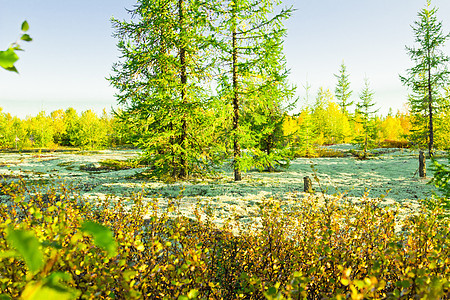 远北的景观土地公园白色阳光环境国家苔藓地衣荒野天空图片